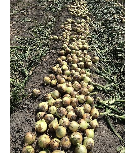 Amazon.co.jp: 玉ねぎ 兵庫県産 淡路島 たまねぎ 秀品 10キロ ソルティ